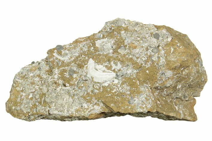 Ordovician Kukersite Oil Shale w/ Bryozoan & Brachiopod Fossils #369566